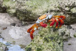 Crawling Prints: Sally Lightfoot Crab - Sullivan Bay - Galapagos Islands