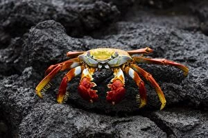 Sally Lightfoot Galapagos Crab on lava rock