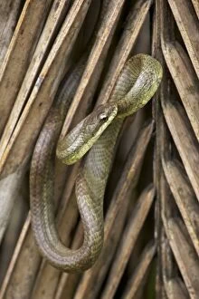 Images Dated 26th June 2011: Salmon-bellied Racer - Costa Rica