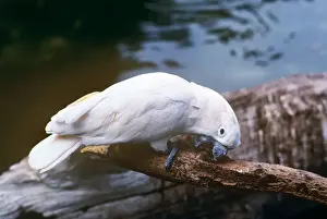 Cockatoo Prints: Salmon-crested Cockatoo