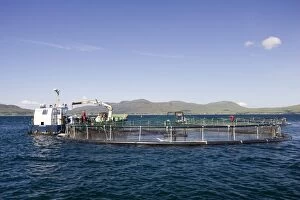 Images Dated 26th June 2006: Salmon farming in Sound of Mull off Isle of Mull, Scotland, UK