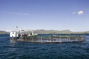 Commerical Prints: Salmon farming in Sound of Mull off Isle of Mull, Scotland, UK