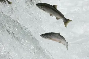 Salmons Prints: Salmon jumping, Brooks falls, Katmai National Park, Alaska