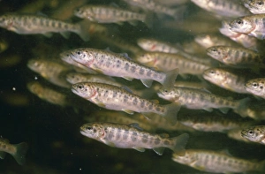 Images Dated 19th September 2007: Salmon Parr - shoal