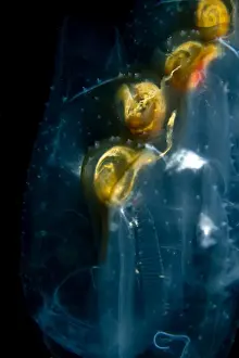 Tunicate Prints: Salps - Indonesia