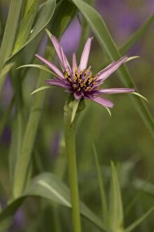 Images Dated 9th July 2006: Salsify
