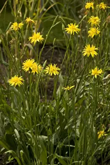 Salsify or Black Salsify (Scorzonera hispanica). Common vegetable in Europe