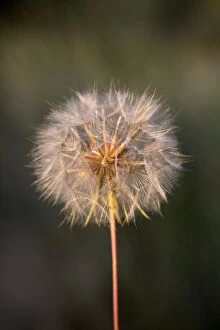 Images Dated 10th August 2012: Salsify - Seed Head