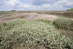 Images Dated 14th June 2008: Salt marsh Freiston Shore Lincolnshire UK