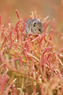 Salt Marsh Harvest Mouse