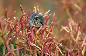 Salt Marsh Harvest Mouse