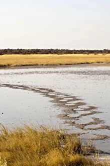 Images Dated 27th July 2009: Salt pan - elephant tracks across salt pan