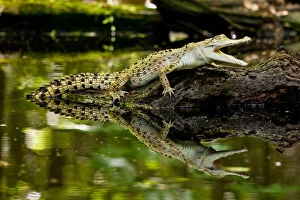 Salt Water Crocodile, Crocodylus porosus
