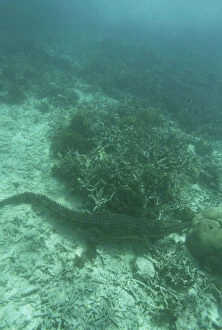 Salt Water Crocodile, Rock Islands, Palau