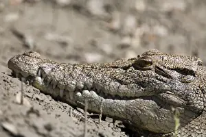 Salt Water Crocodile A wild animal in Red Cone Creek, Doubtful Bay, Kimberley coastline, Western Australia. Since protection Salt Water Crocodiles have become common along the northern Australian coastline
