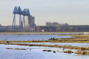 Rspb Prints: Saltholme Reserve - RSPB wildlife and nature reserve - Cleveland - UK 0310_0431