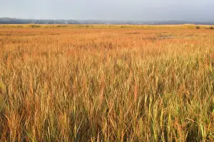 Grasses Prints: Saltmarsh in Cape Cod, MA. October
