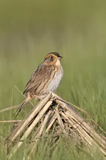 Images Dated 26th May 2010: Saltmarsh Sparrow (formerly named Saltmarsh Sharptailed Sparrow)