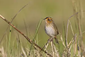 Saltmarsh Sparrow (formerly named Saltmarsh Sharptailed Sparrow) - spring - Connecticut marsh - USA