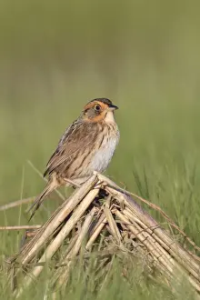 Saltmarsh Sparrow (formerly named Saltmarsh Sharptailed Sparrow) - spring - Connecticut marsh - USA