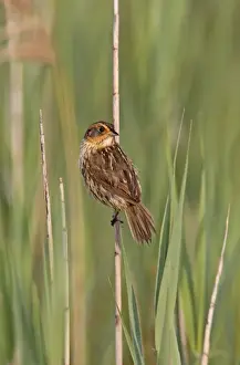 Saltmarsh Sparrow - June - CT - USA