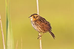 Ammodramus Gallery: Saltmarsh Sparrow - Saltmarsh Sharp-tailed Sparrow - Adult
