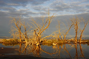 Images Dated 13th January 2007: Salton Sea, Southern California