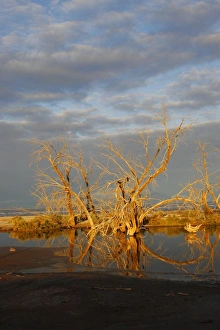 Images Dated 13th January 2007: Salton Sea Southern California, USA
