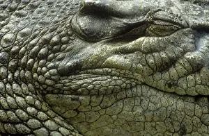 Saltwater Crocodile