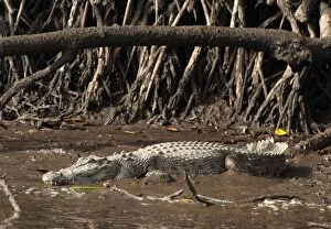 Images Dated 8th July 2011: Saltwater Crocodile - resting on muddy bank - world's larges
