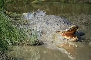 Saltwater / Estuarine / Indo-Pacific Crocodile