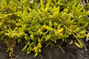 Succulent Prints: Saltwort (Batis maritima), a widespread tropical seashore plant; Florean, Galapagos