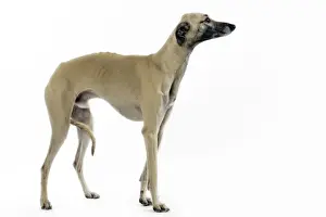 Greyhound Prints: Saluki Dog - also known as the Royal Dog of Egypt and Persian Greyhound