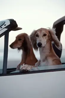 Vehicles Prints: Saluki Dogs in car Cape Town, South Africa