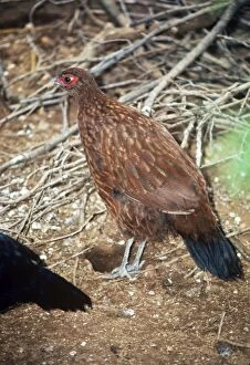 Images Dated 20th July 2007: Salvadori's Pheasant - female