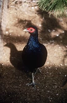 Images Dated 20th July 2007: Salvadori's Pheasant - male