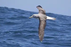 Salvin's Albatross - in flight over sea - offshore from Kaikoura - South Island - New Zealand