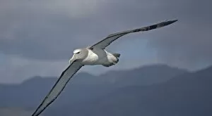 Images Dated 18th January 2005: Salvin's albatross or mollymawk, in flight (formerly a variety of shy mollymawk); near Kaikoura