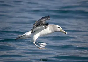South Island Prints: Salvin's Albatross / Mollymawk - in flight (formerly a variety of shy mollymawk)