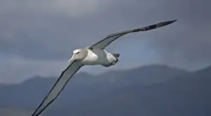 Salvin's albatross or mollymawk, in flight (formerly a variety of shy mollymawk); near Kaikoura, South Island, New Zealand
