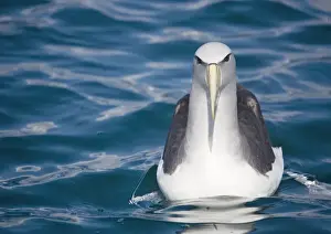 Salvin's albatross / Mollymawk - in flight (formerly a variety of shy mollymawk); near Kaikoura, South Island, New Zealand. Also classified as Thalassarche salvini