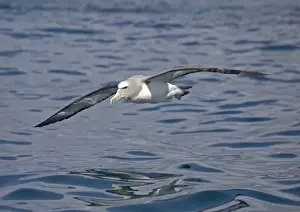 Salvin's albatross or mollymawk, in flight (formerly a variety of shy mollymawk); near Kaikoura, South Island, New Zealand