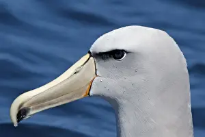 Salvins Prints: Salvin's Albatross - offshore from Kaikoura - South Island - New Zealand
