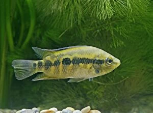 Images Dated 11th May 2006: Salvins Cichlid – side view, tropical freshwater Mexico Guatemala 002885