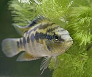 Salvins Cichlid - front view, tropical freshwater