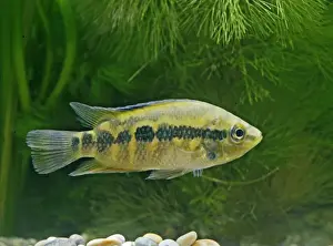 Guatemala Prints: Salvins Cichlid – side view, tropical freshwater Mexico Guatemala 002885