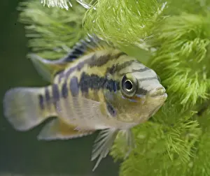 Salvins Cichlid – front view, tropical freshwater Mexico Guatemala 002890