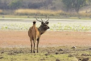 Sambar Deer - alert Stag