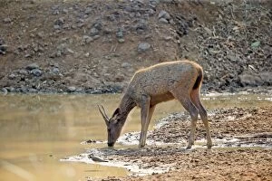 Sambar Deer drinking at the waterhole