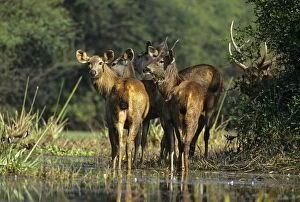 Sambar Deer - herd in wetland